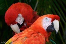 Parrots-1.jpg