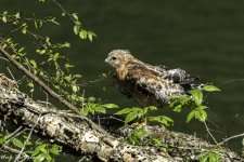 RD5_3175-Red Shouldered Hawk.jpg