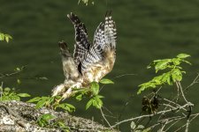 RD5_3180-Red Shouldered Hawk.jpg