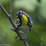 RD5_2942-Yellow Throated Warbler.jpg