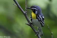 RD5_2943-Yellow Throated Warbler.jpg
