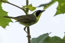 RD5_3055-Common Yellowthroat Warbler.jpg