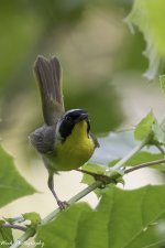 RD5_3061-Common Yellowthroat Warbler.jpg