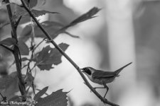 RD5_3271-Edit.jpg
