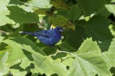 RD5_3010-Indigo Bunting.jpg