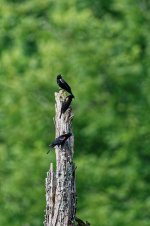 Red Wing Blackbirds.jpg