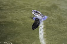 RD5_3080-snake.jpg