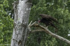 RD5_3443-Buzzard.jpg