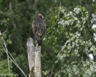 RD5_3437-Buzzard.jpg