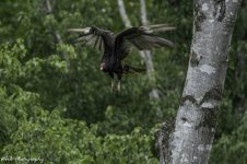 RD5_3452-Buzzard.jpg