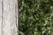 RD5_3255-Redheaded Woodpecker.jpg