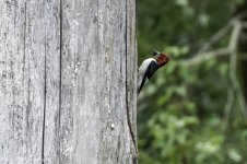 RD5_3447-Redheaded Woodpecker with Blackberry.jpg