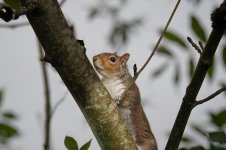 Squirrel1.jpg