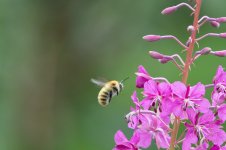 bee1.jpg