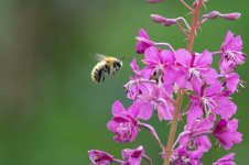 bee2.jpg