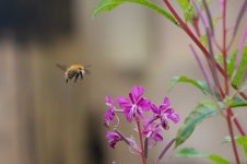 bee3.jpg