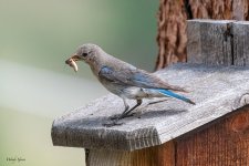 MtnBluebird-30.jpg