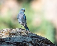 MtnBluebird-32.jpg