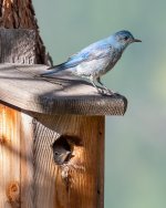 MtnBluebird-33.jpg