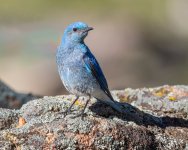 MtnBluebird-36.jpg