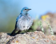 MtnBluebird-37.jpg