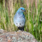 MtnBluebird-38.jpg