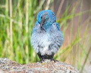 MtnBluebird-39.jpg