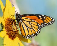 Monarch-36.jpg