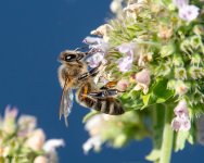 Bee-26.jpg