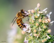 Bee-27.jpg