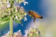 Bee-28.jpg
