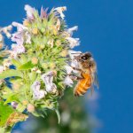 Bee-29.jpg