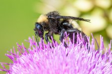 Bee-31.jpg