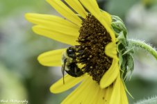 RD5_4738-Bee.jpg