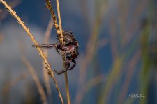 _DAB3686-SharpenAI-Motion.jpg