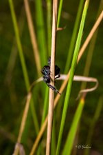 _DAB3675-SharpenAI-Motion.jpg