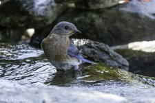 RD5_3964-Bathing Bluebird.jpg