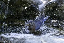 RD5_3969-Bathing Bluebird.jpg