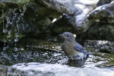 RD5_3971-Bathing Bluebird.jpg