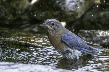 RD5_3986-Bathing Bluebird.jpg