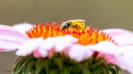 BeeFlower-36.jpg