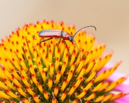 BeetleFlower-36.jpg
