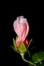 _DAB3792-SharpenAI-Softness.jpg