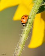Ladybug-39.jpg