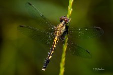 _DAB3919-SharpenAI-Motion.jpg