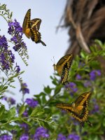 Swallowtail17.jpg