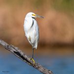 SnowyPerched-55.jpg