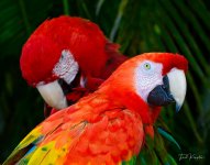 parrots-1-1.jpg