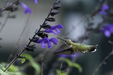 RD5_4912-bee and hummingbird.jpg