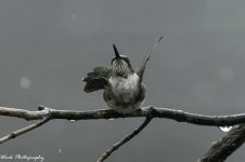 RD5_4550-Showering RT Hummingbird.jpg